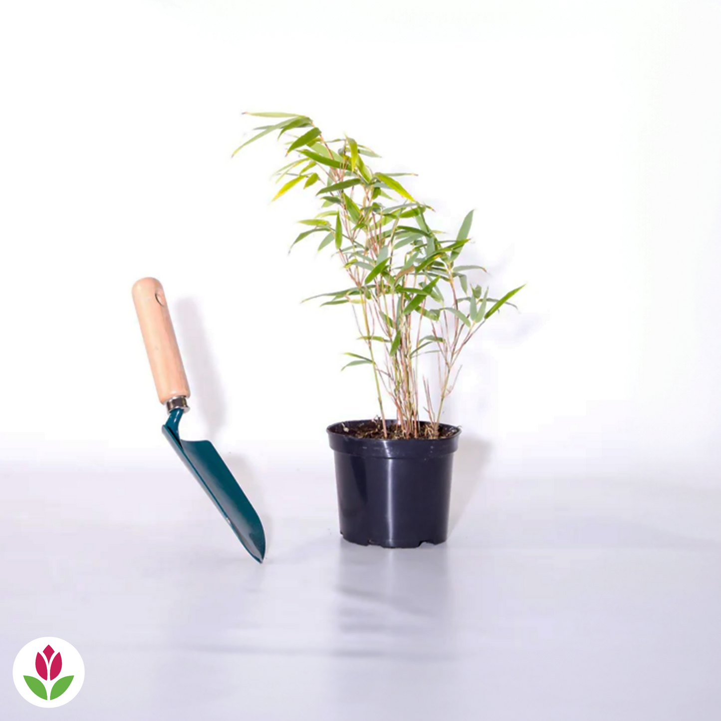 Bambou Vert Non-traçant