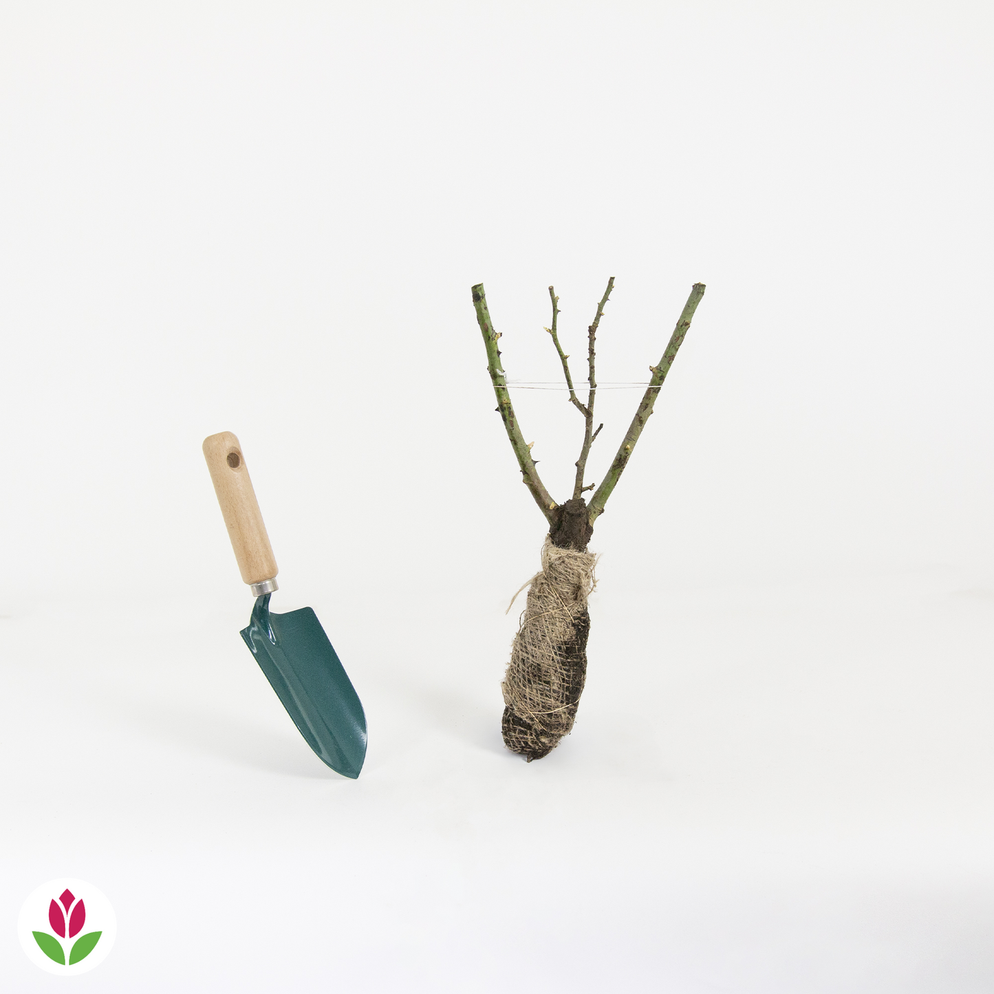 Rosier Buisson Souvenir De Baden Baden ® Korsouba