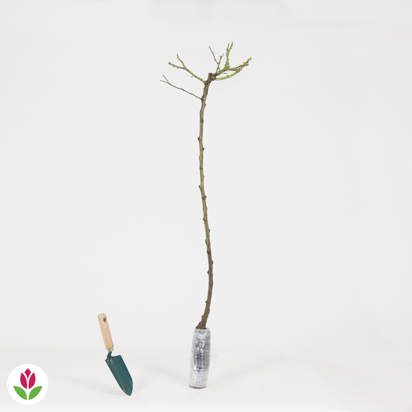 Rosier Pleureur Excelsa Sur Tige