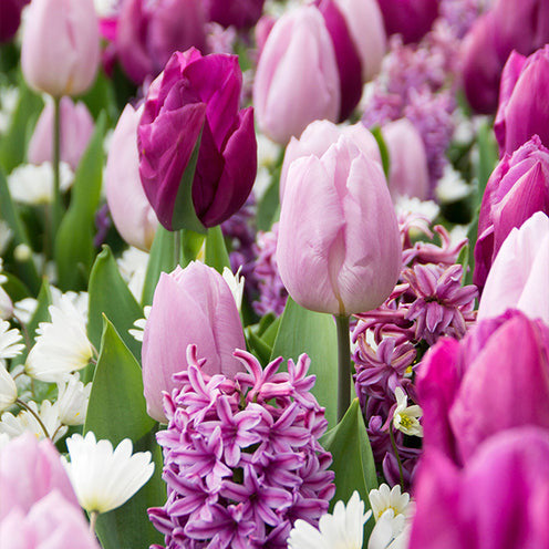 25 Bulbes De Fleurs Royal Purple En Mélange