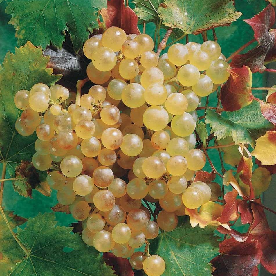 Vigne Chasselas De Fontainebleau