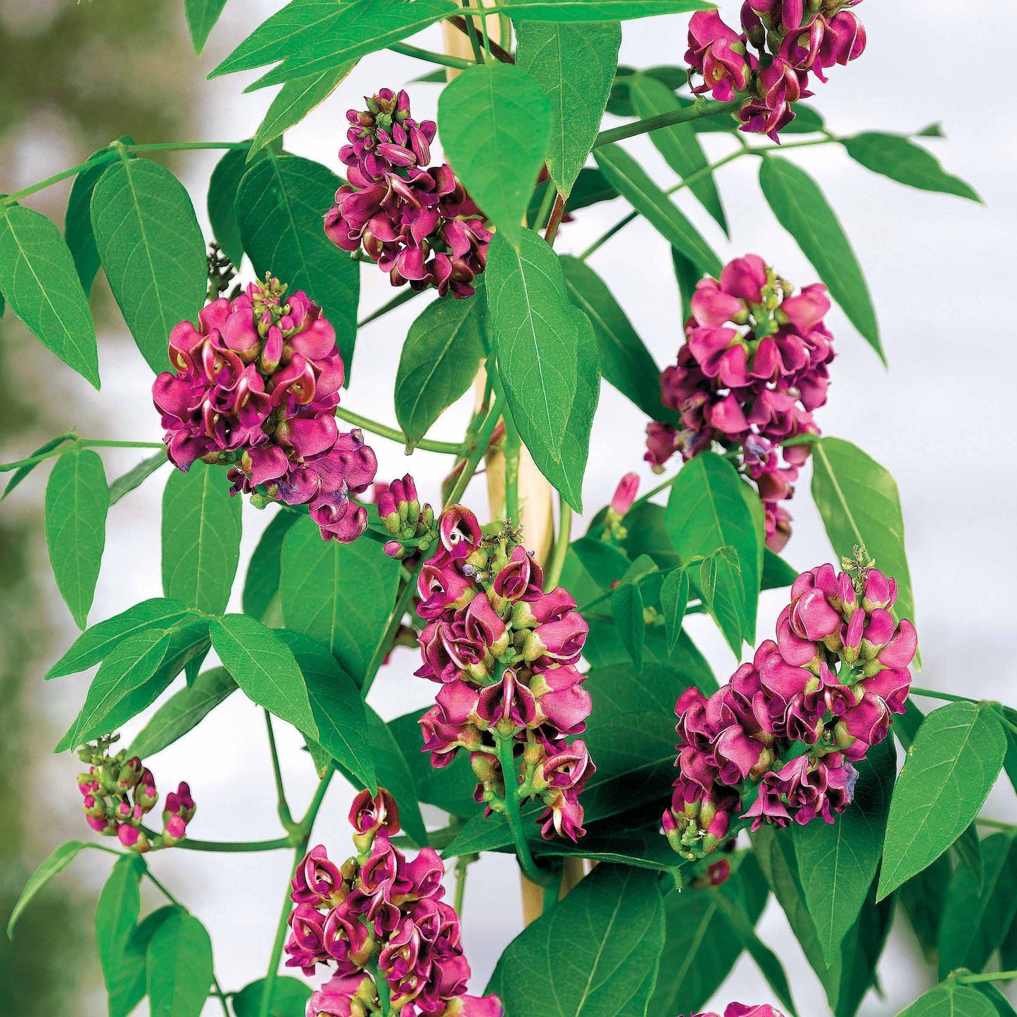 Glycine Tubéreuse