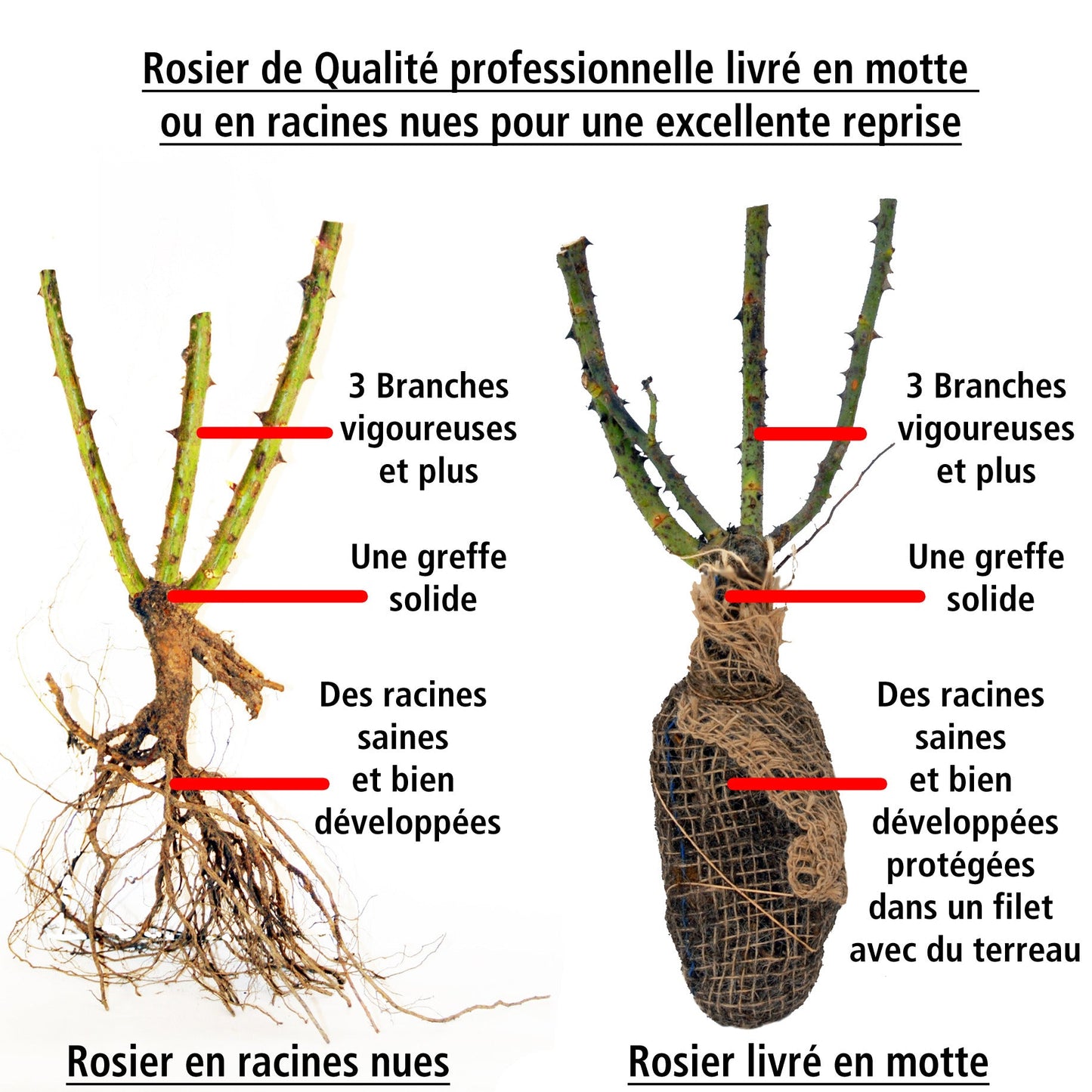 Rosier Buisson Grande Amore ®