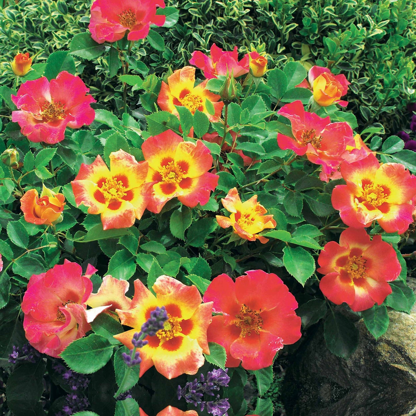 Rosier Babylon Eyes ® Sunshine Intereybabnus COV
