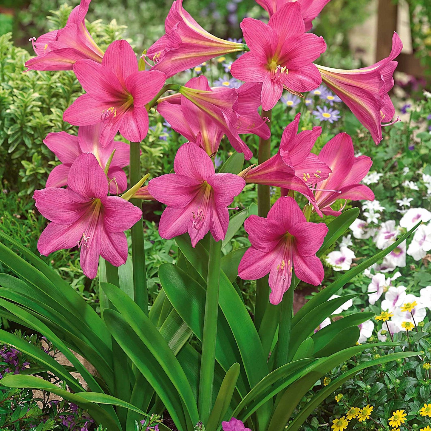 3 Amaryllis De Jardin Douceur Sucrée