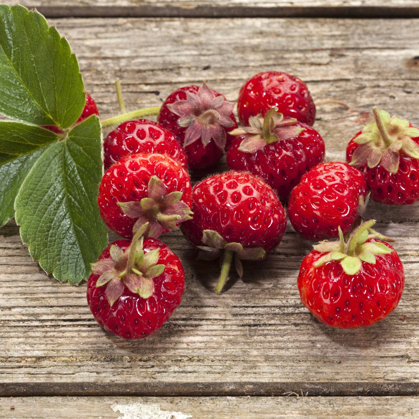 2 Fraisiers Framberry ®
