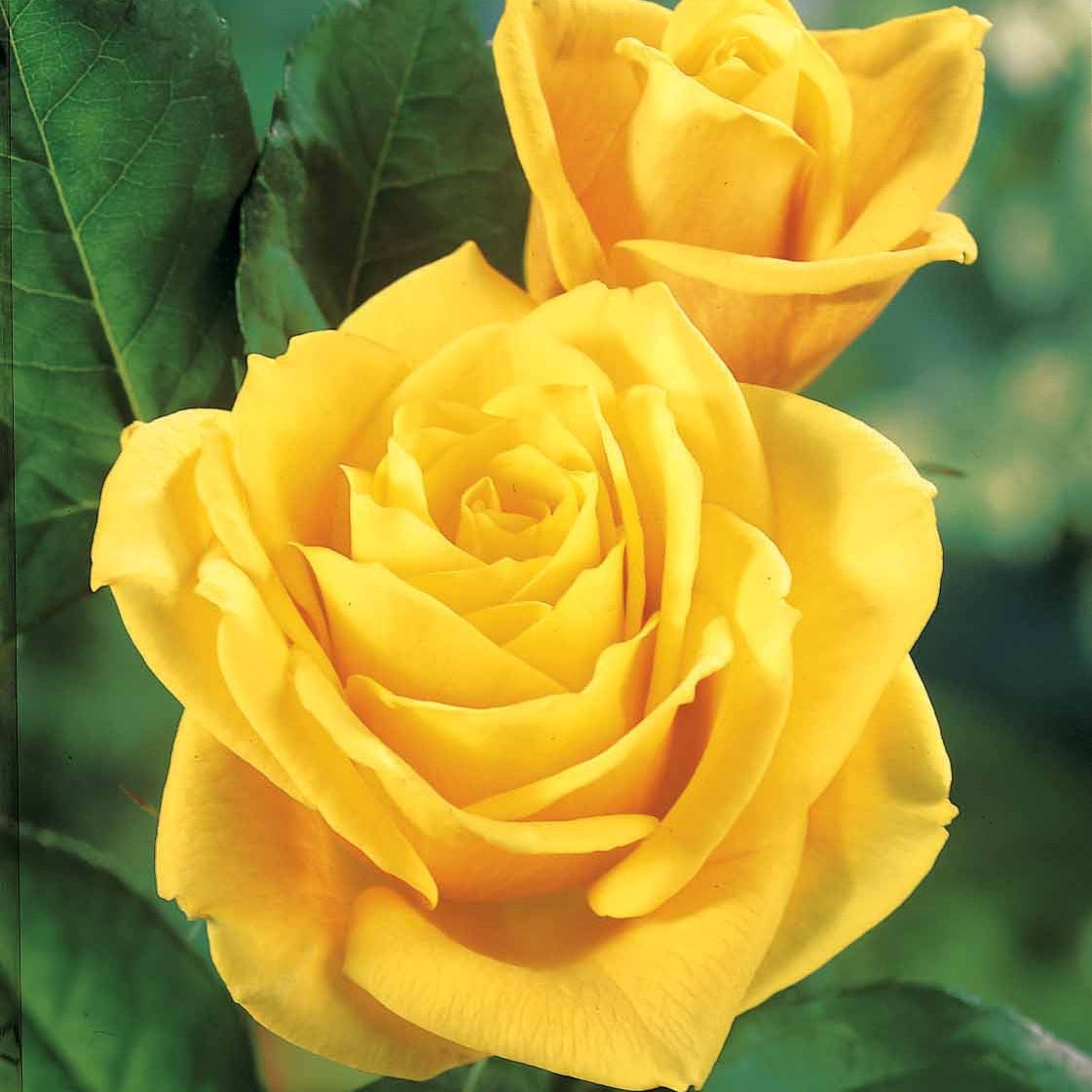 Collection De 5 Rosiers Pour Bouquets