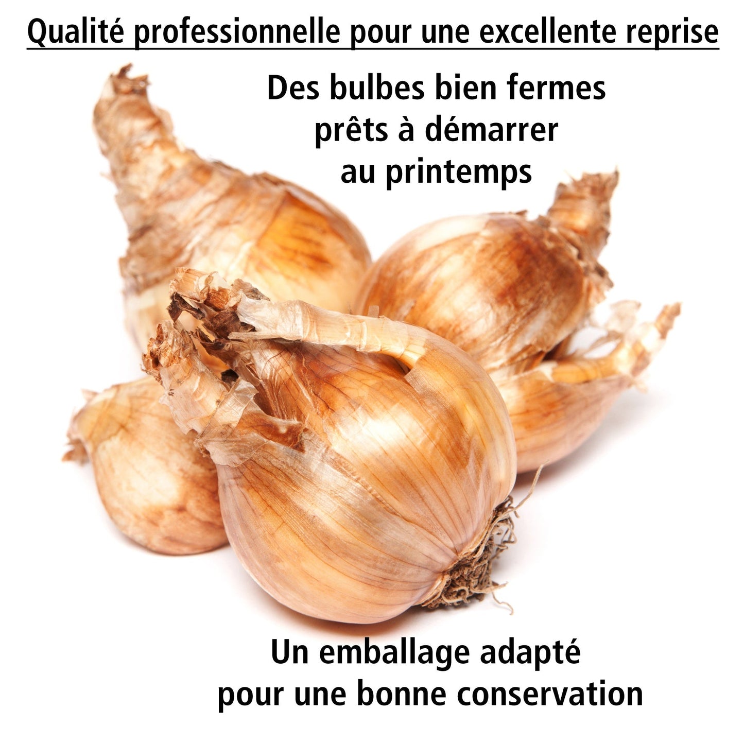 Collection De 30 Mini Narcisses : Jet Fire, Rip Van Winkle, Tête à Tête