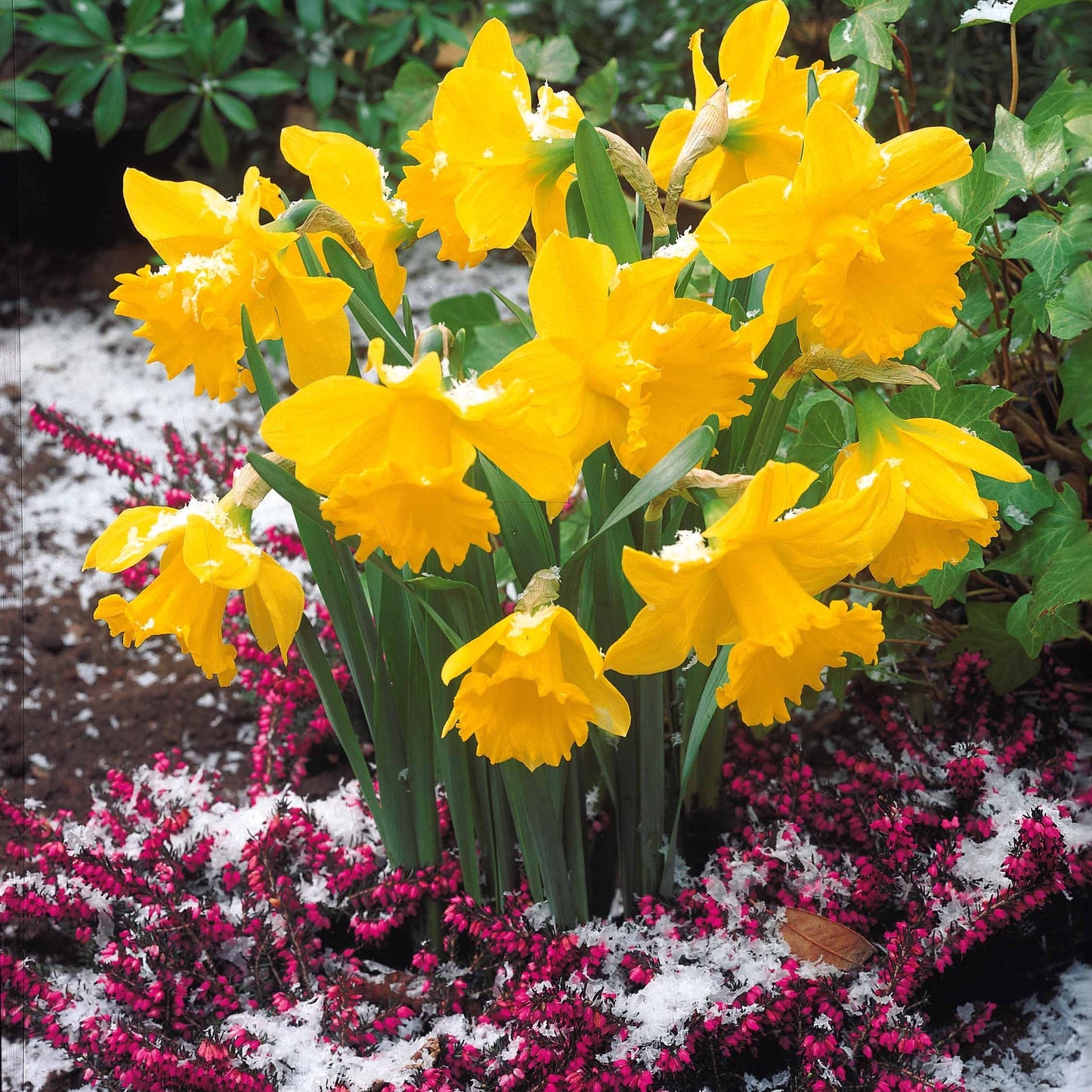 Collection De 30 Narcisses Fortune Et Rijnveld Early Sensation