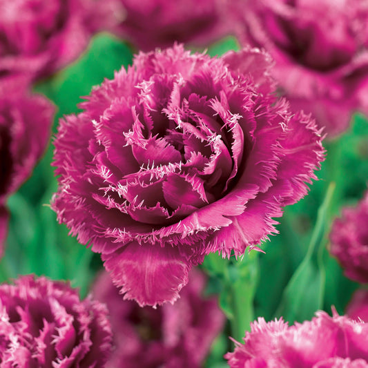 Collection De 15 Tulipes Frangées : Queensland, Mascotte, Vaya Con Dios