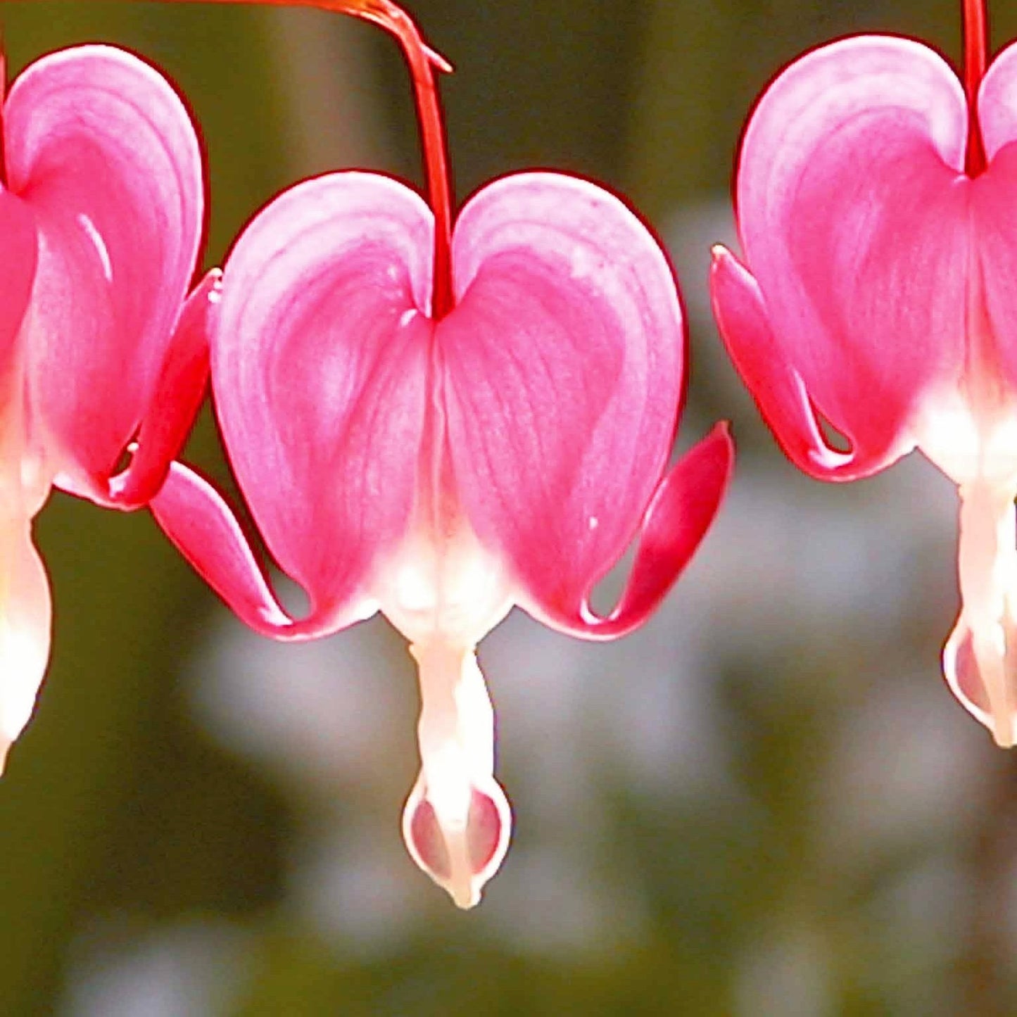 4 Coeur De Marie En Mélange