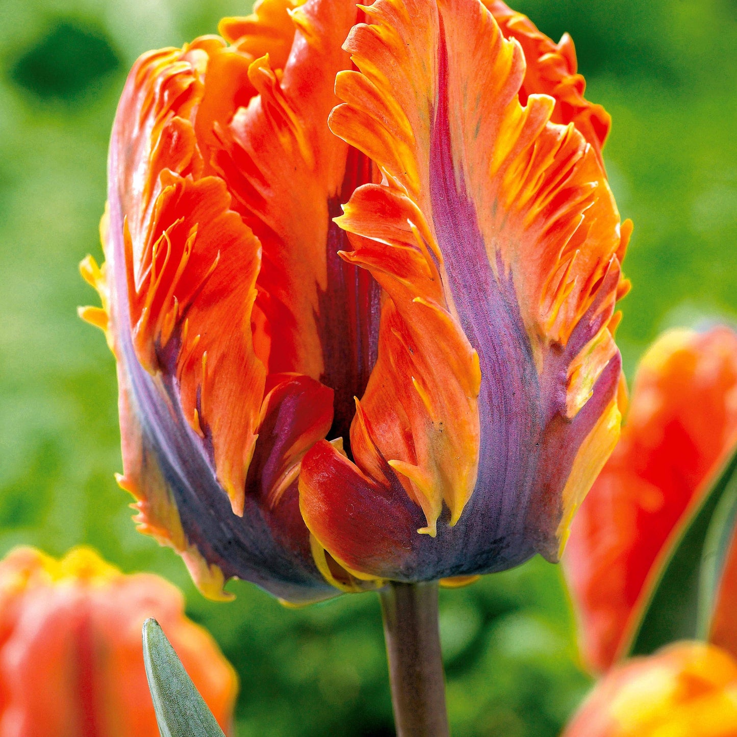 Collection De 24 Tulipes Perroquet : Princesse Irene, Black Parrot, Apric