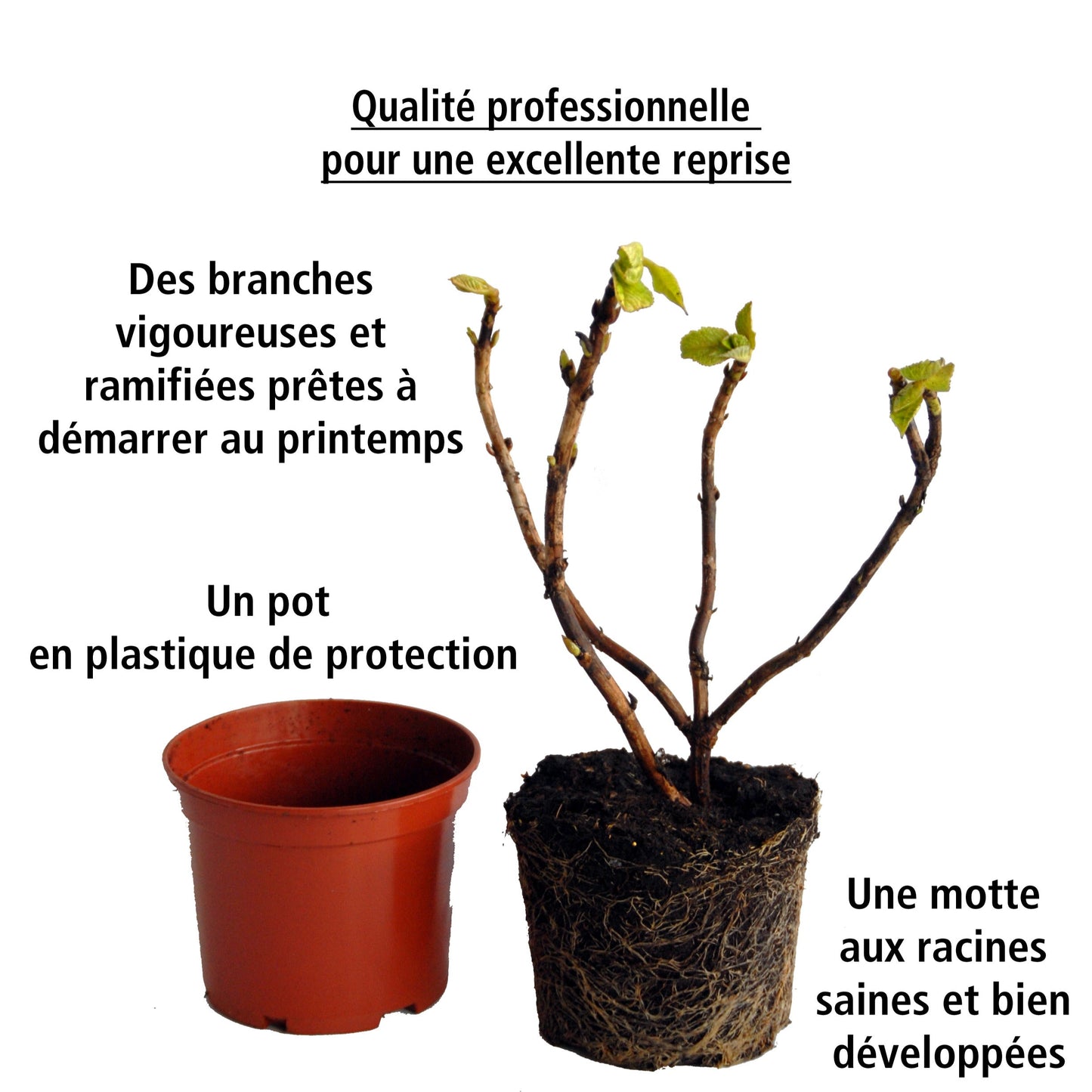 Collection De 4 Hortensias Rouges Et Bleus