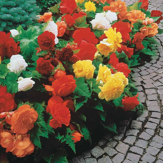 10 Bégonias Doubles En Mélange EXTRA