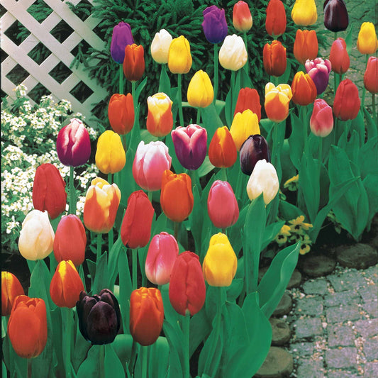 100 Tulipes à Longues Tiges En Mélange
