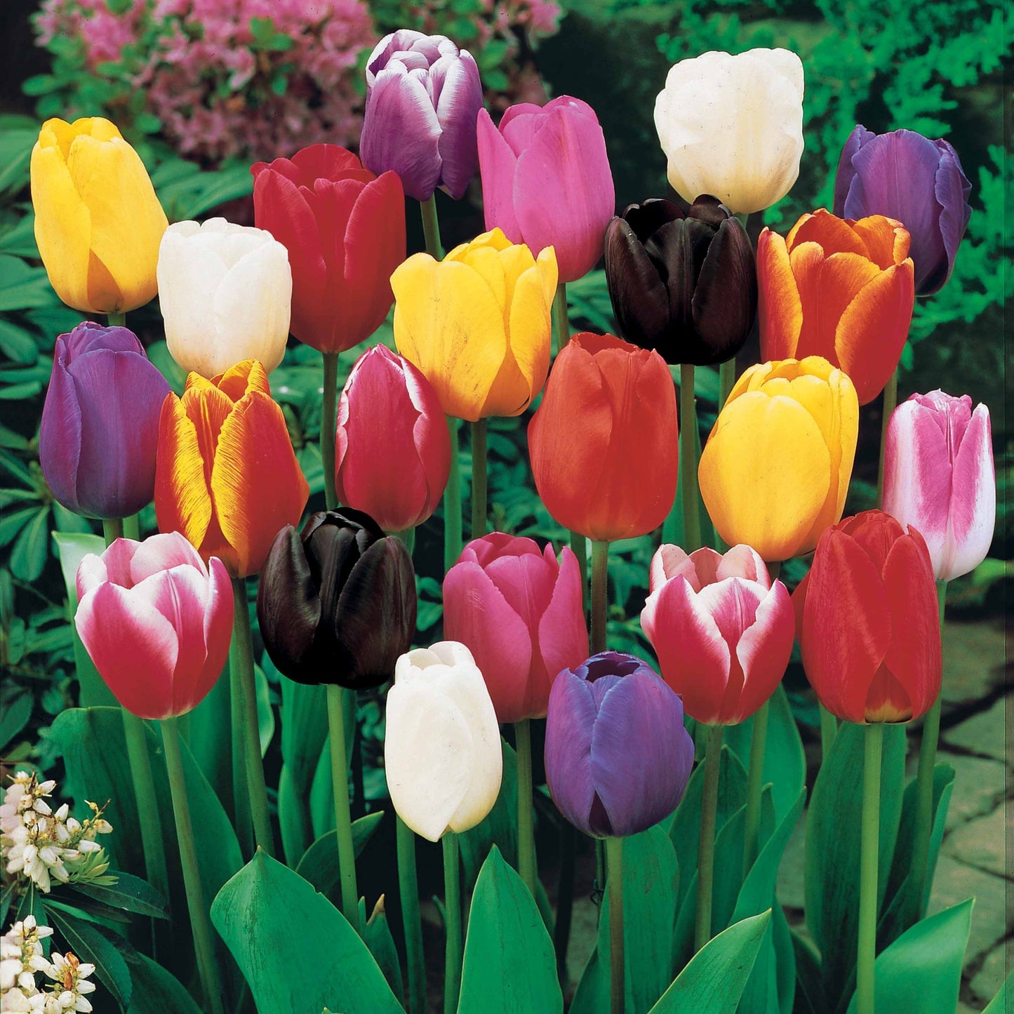 50 Tulipes à Longues Tiges En Mélange