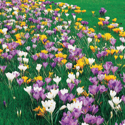100 Crocus à Grosses Fleurs En Mélange