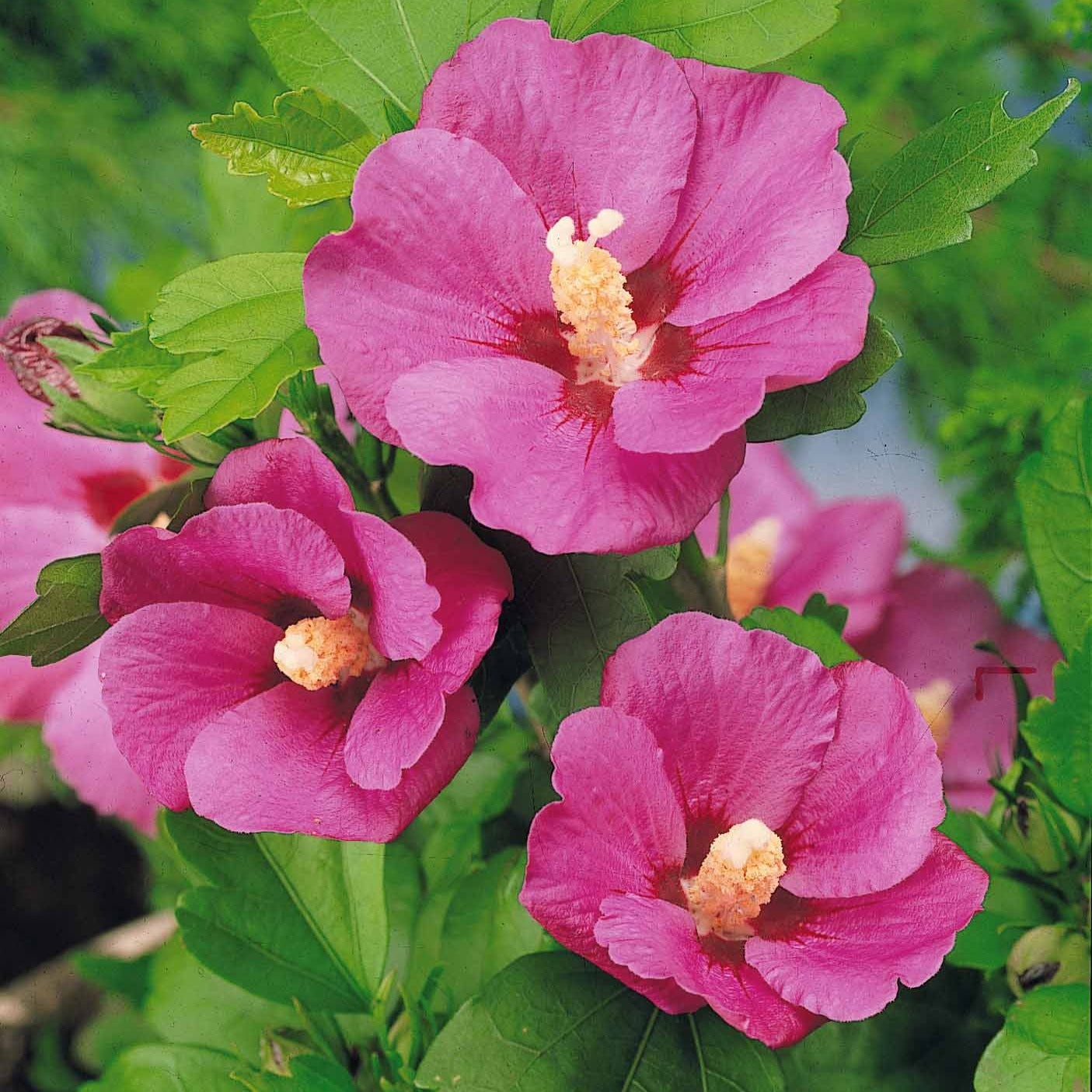 Hibiscus De Jardin Sur Tige