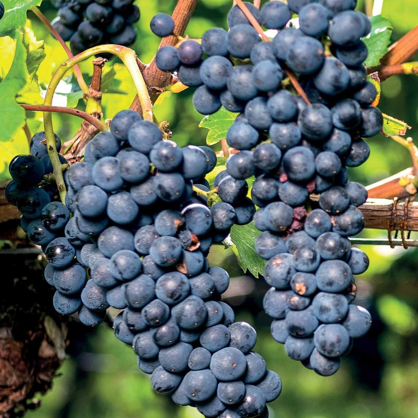 Vigne Boskoop Glory