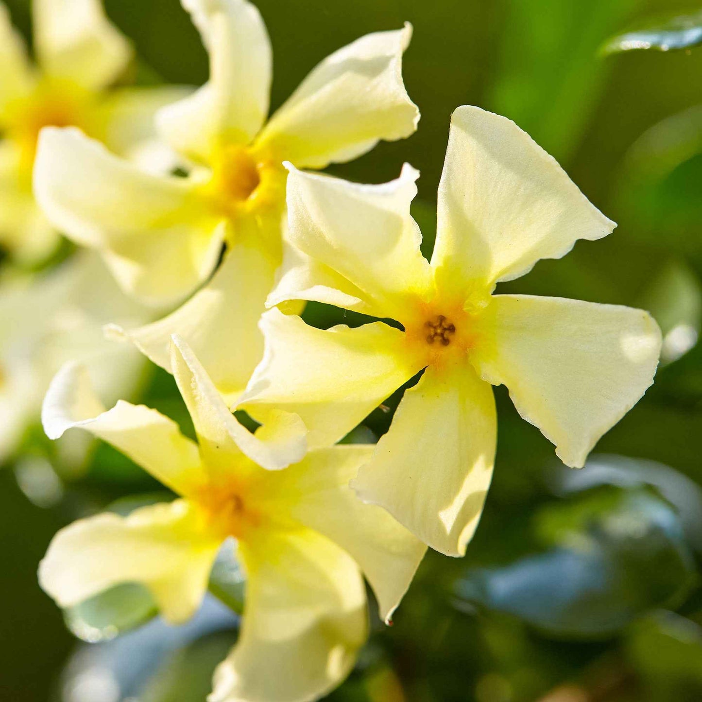 Jasmin étoilé Star Of Toscane