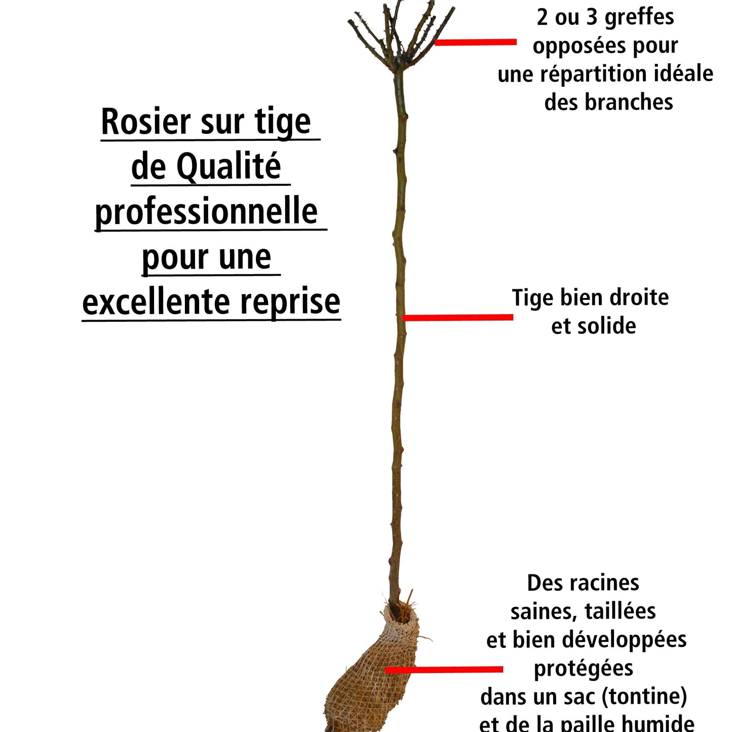 Rosier Tricolore Sur Tige Bombe Parfumée