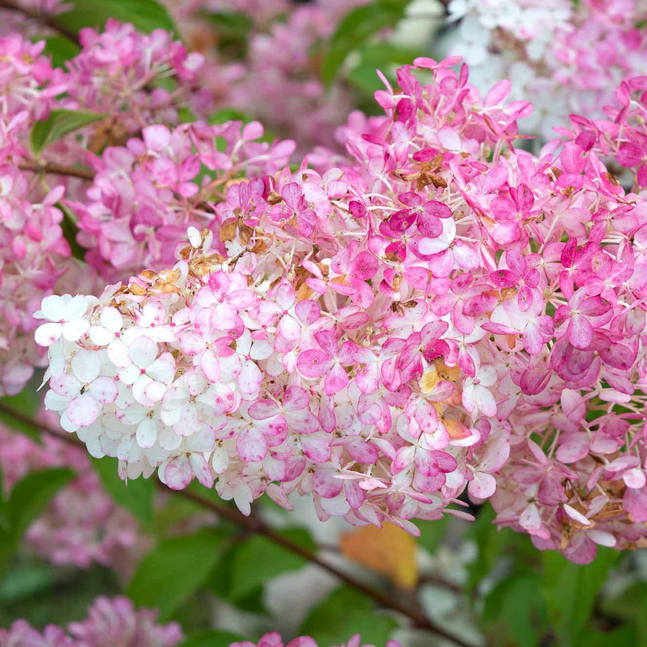 Hortensia Paniculé Vanille Fraise® Renhy