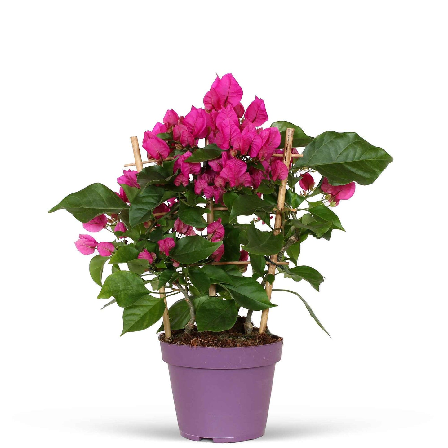 Bougainvillier Vera Deep Purple
