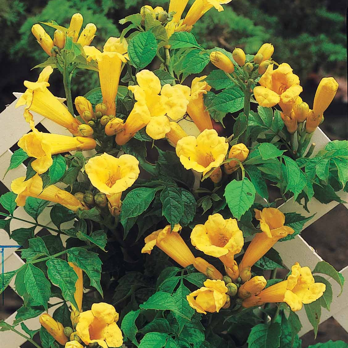 Bignone Trompette Jaune