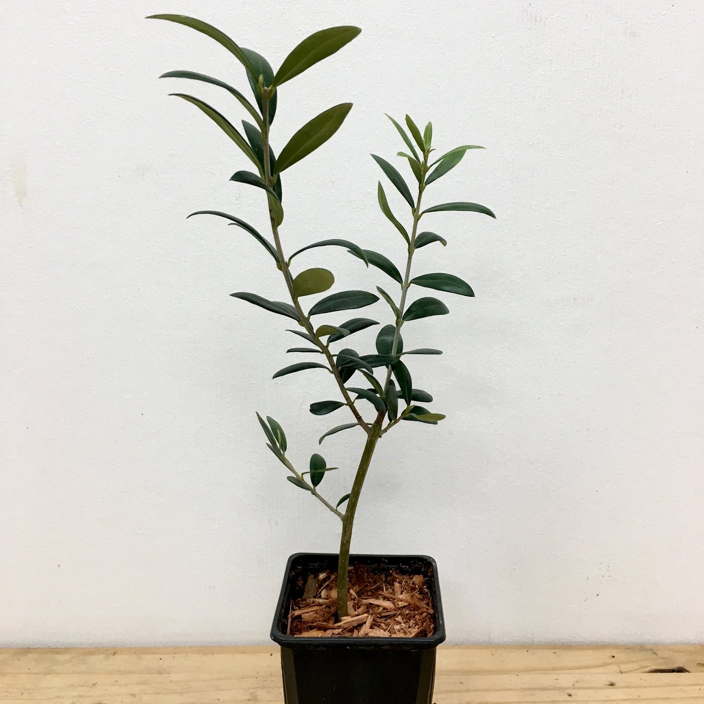 Olivier - Olea Europaea