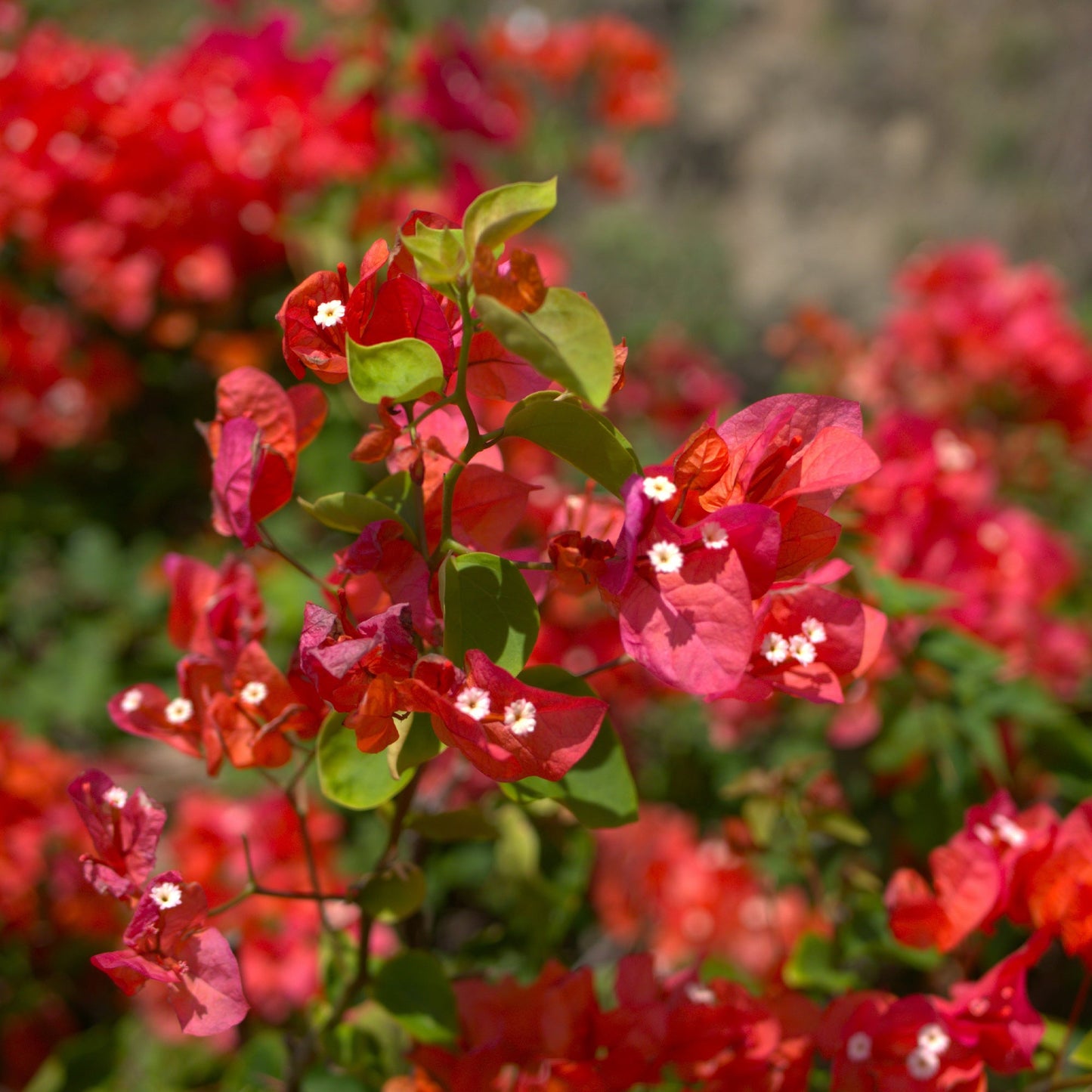 Bougainvillier Rouge