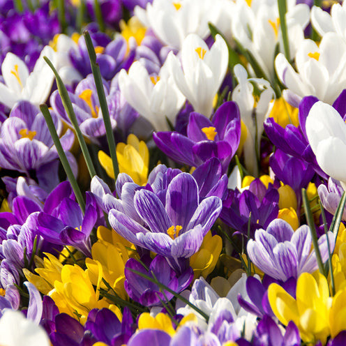 100 Bulbes De Fleurs Running Wild En Mélange