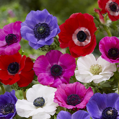 100 Bulbes De Fleurs Running Wild En Mélange