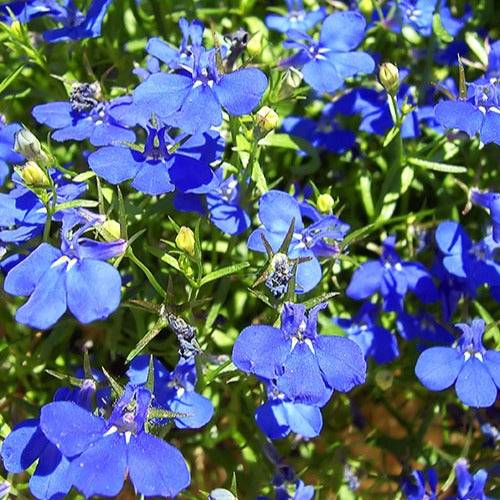 3 Lobelias Azuro