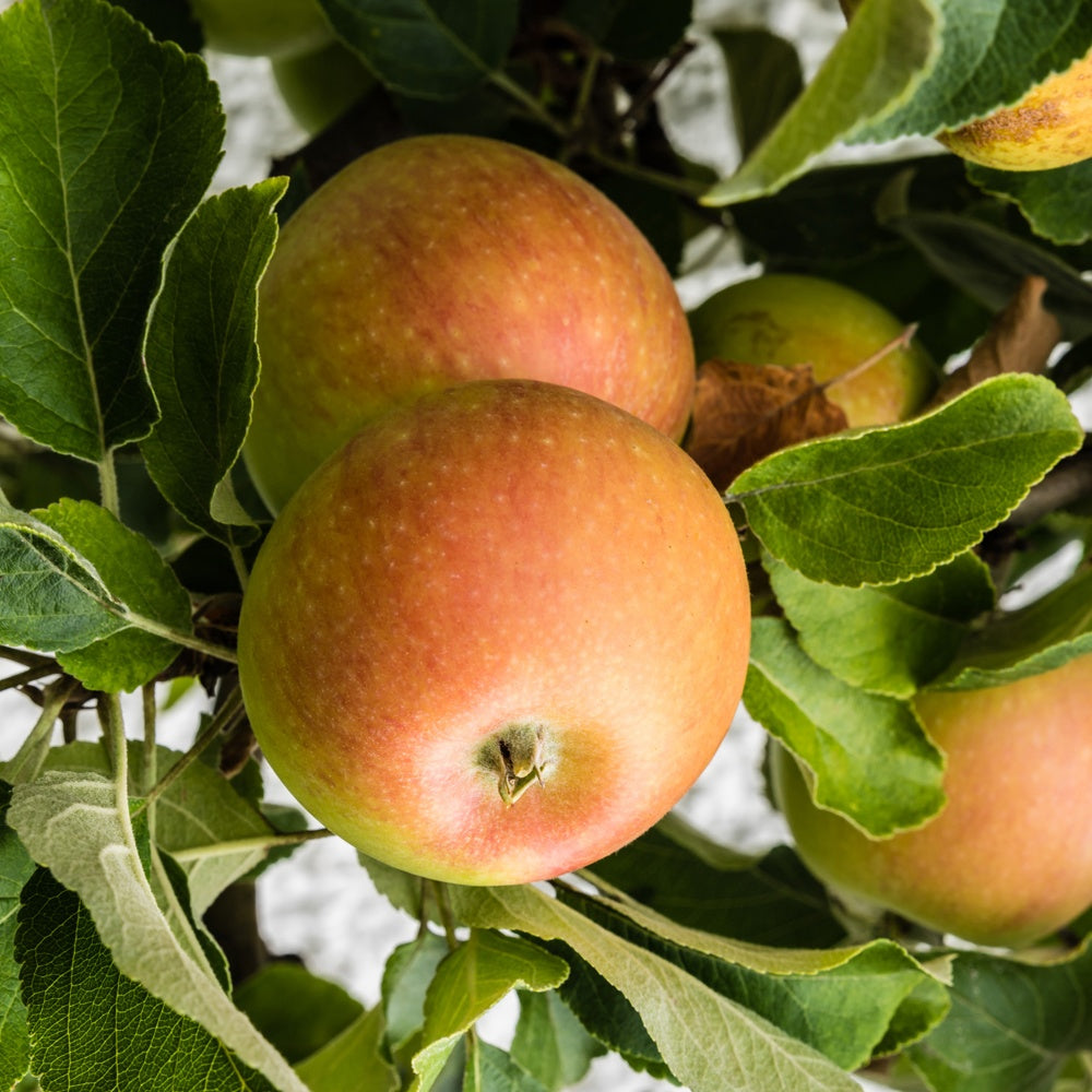 Pommier Cox's Orange