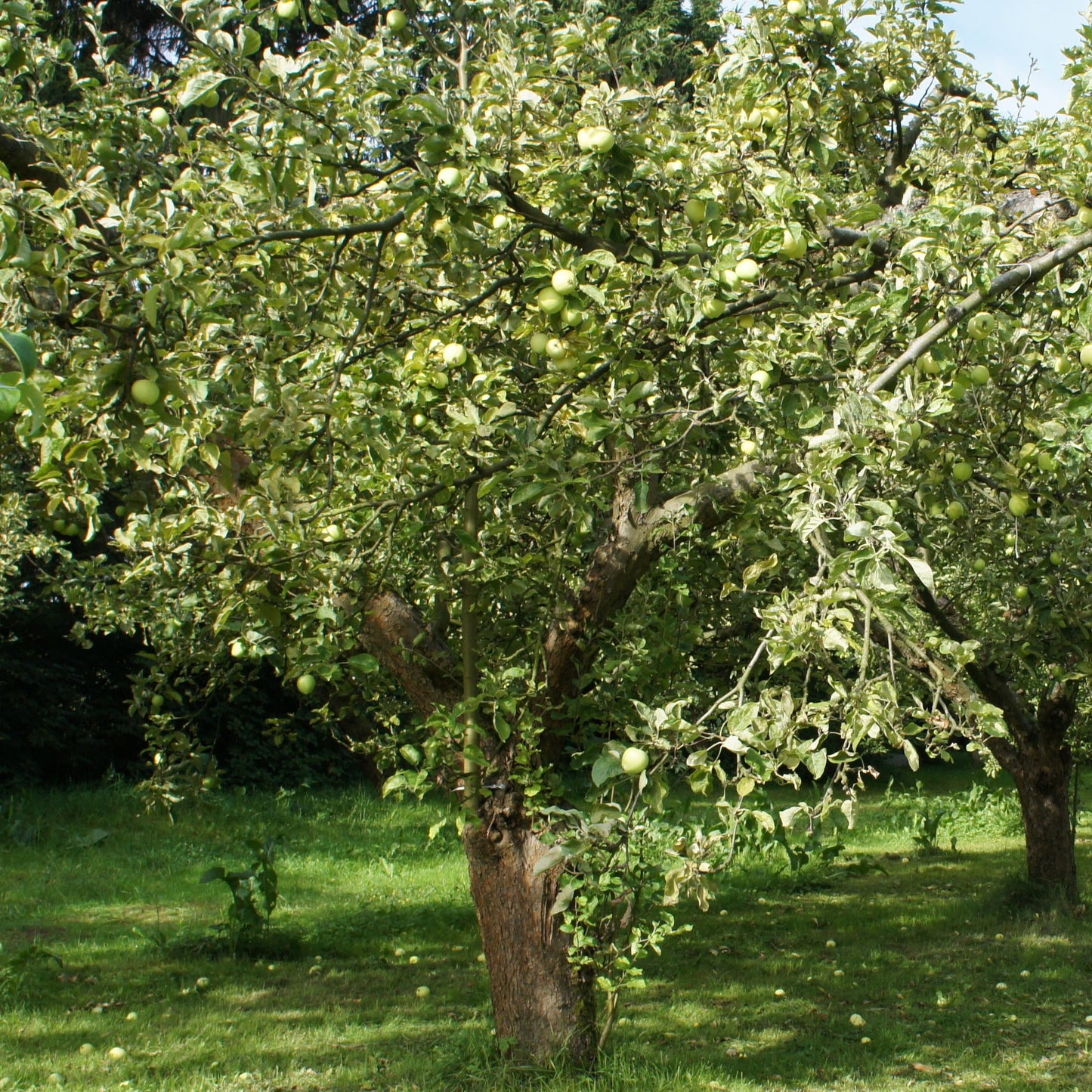 Pommier Granny Smith