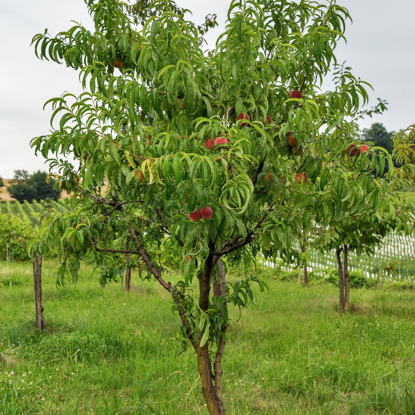 Nectarine Big Top