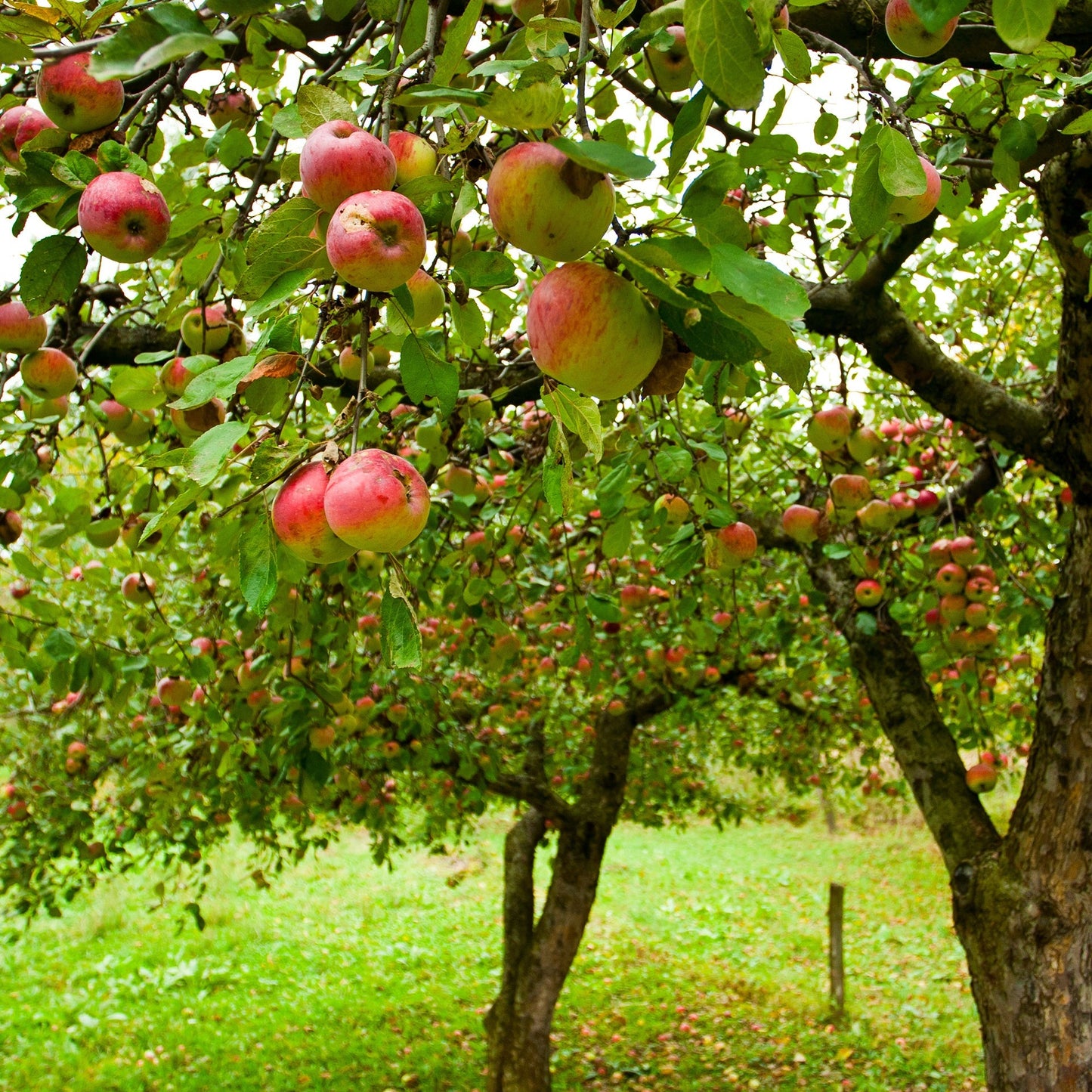 Pommier Jonagold
