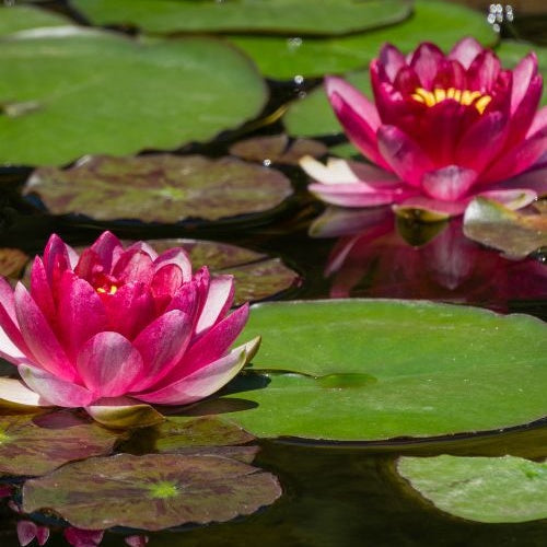 Nénuphar Attraction