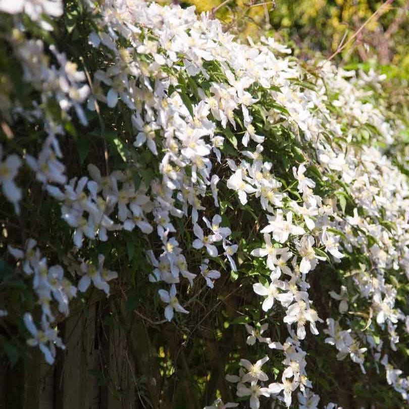 Clématite Montana Grandiflora