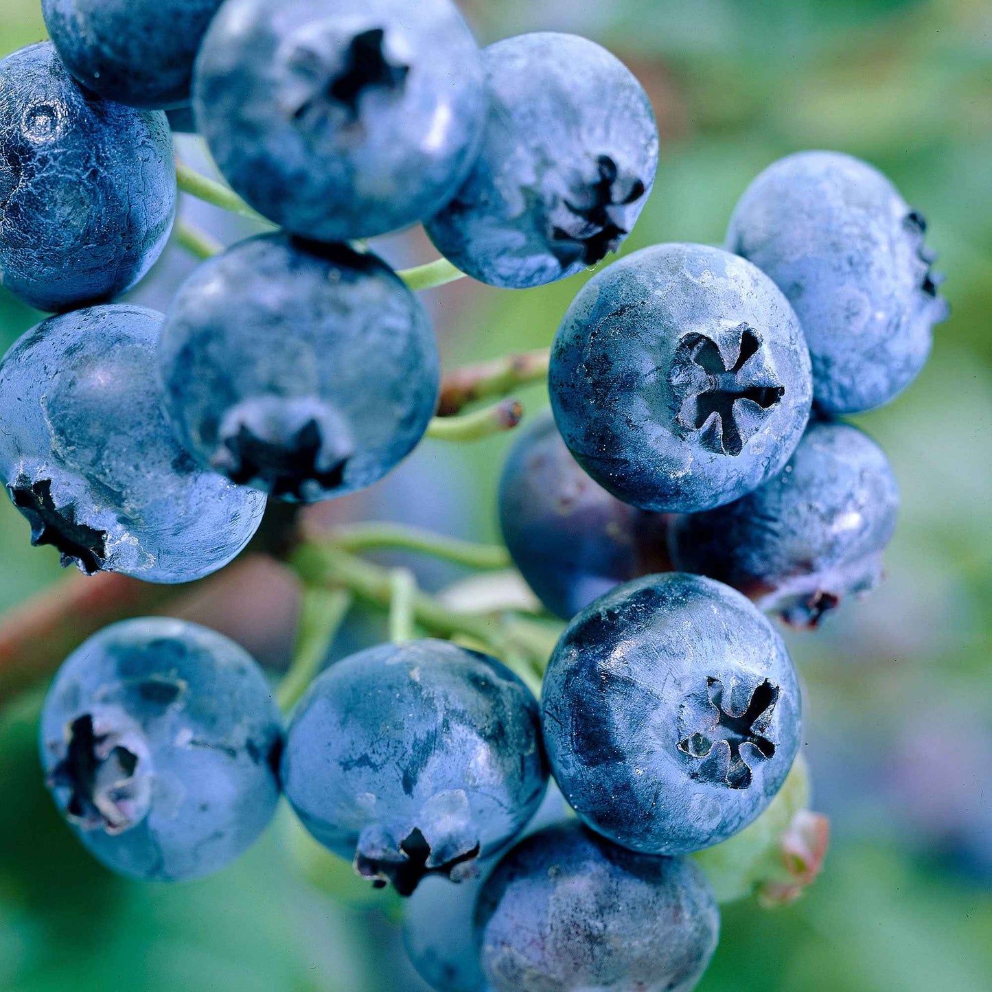 Myrtiller Reka