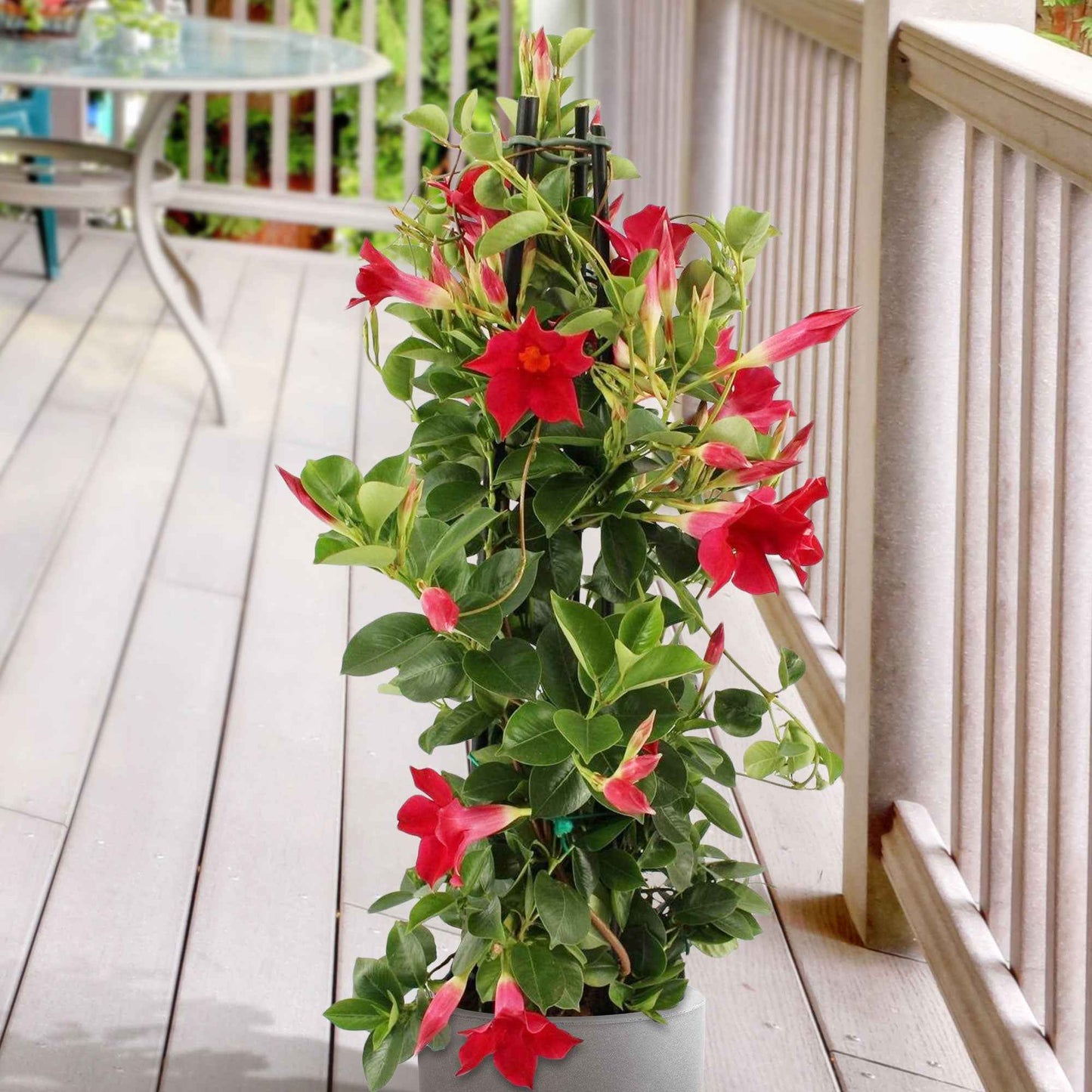 Jasmin Du Brésil - Dipladenia Pyramide Rouge