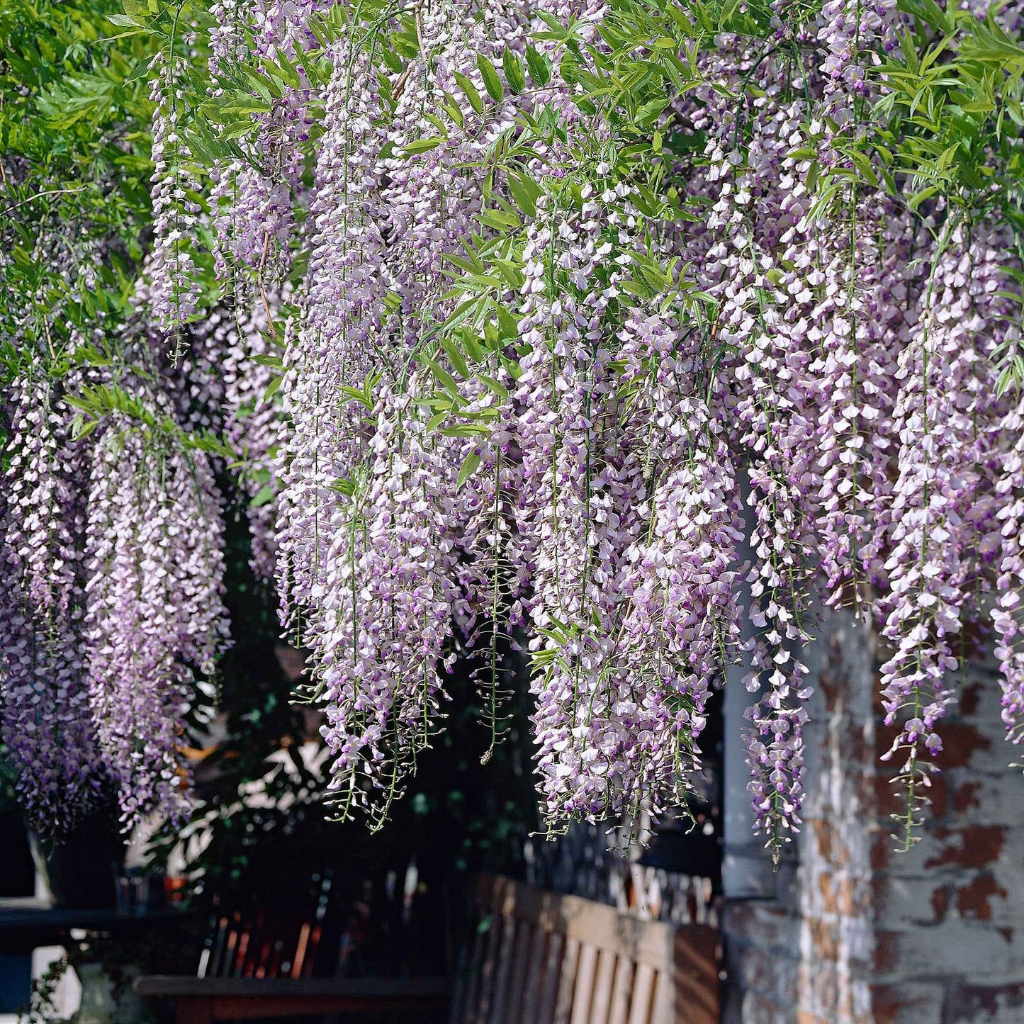 Glycine Du Japon Naga Noda