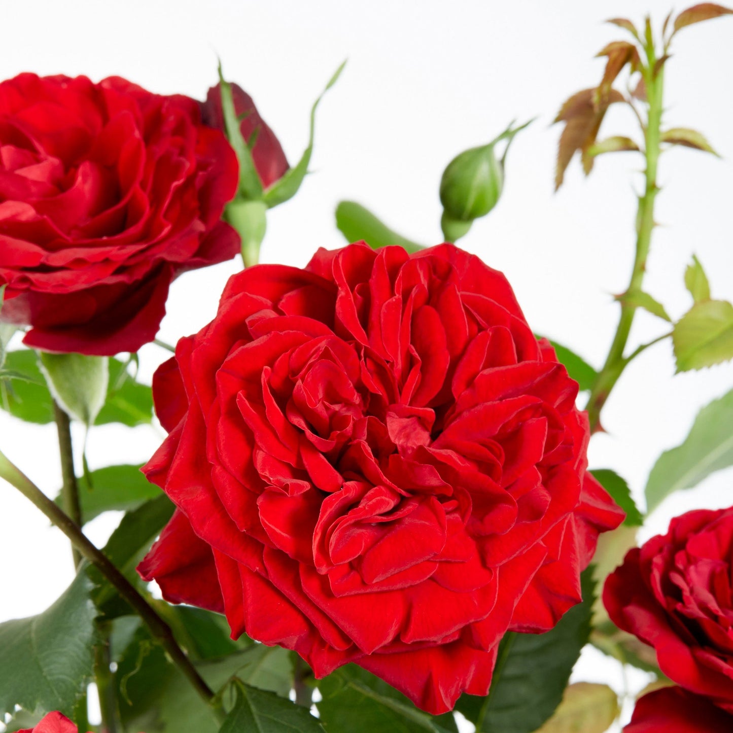 3 Rosiers Grimpants Parfumées En Mélange