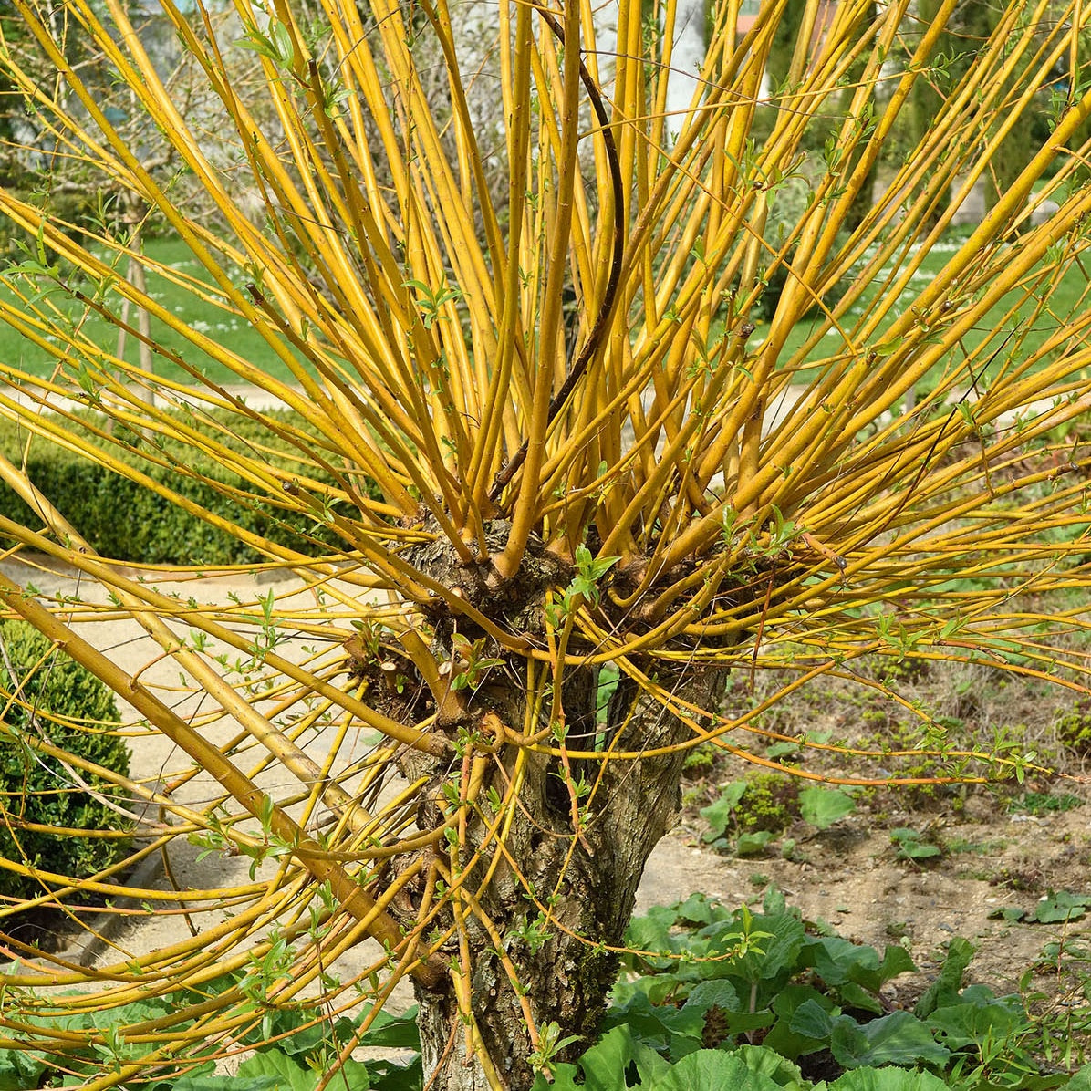 Saule Des Vanniers