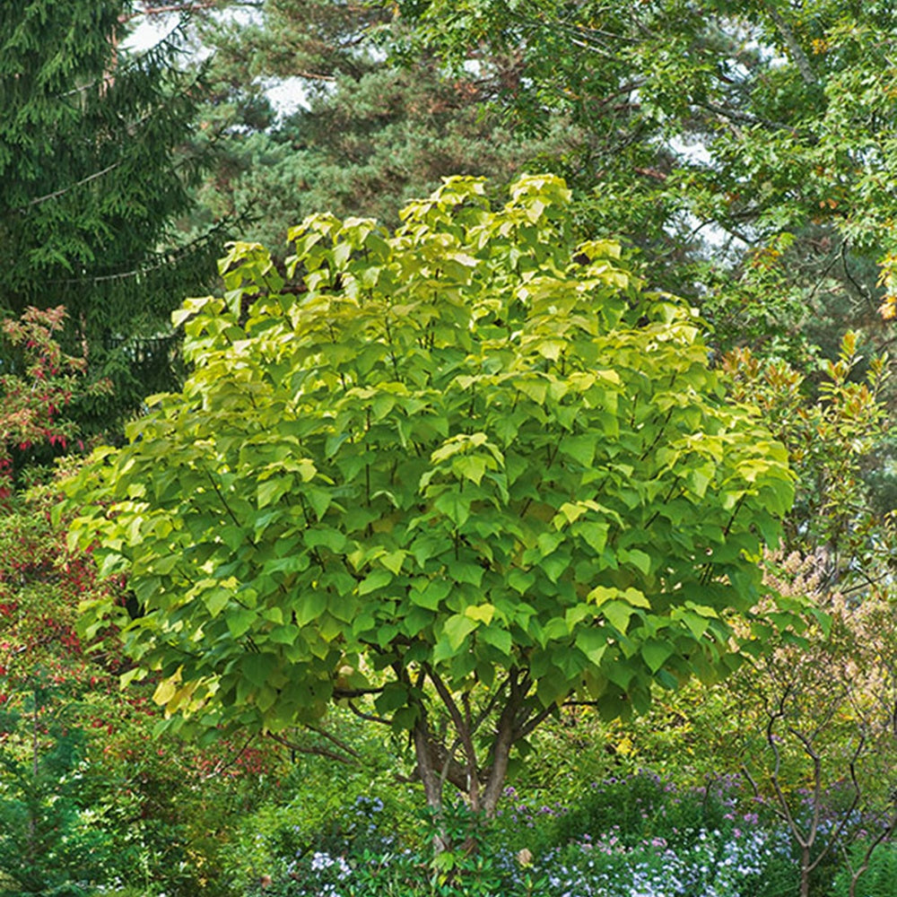 Catalpa Commun Aurea