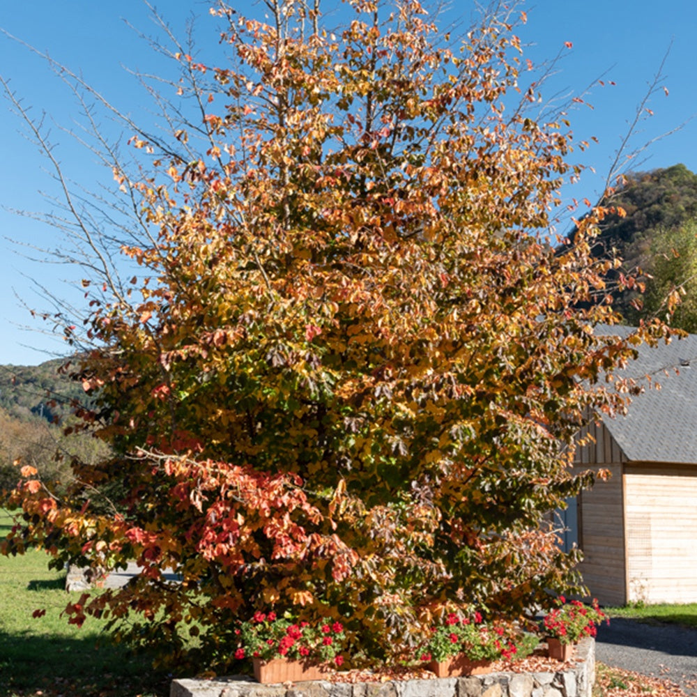 Arbre De Fer