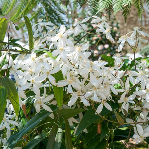 Clématite Du Père Armand Snowdrift