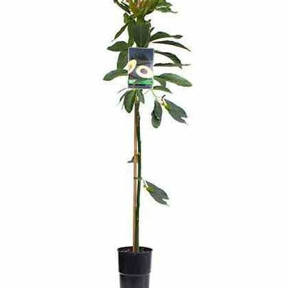Avocatier 'Duke 7'