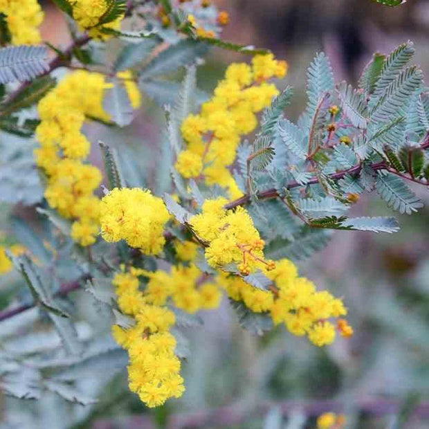 Mimosa De Bailey à Feuillage Pourpre?