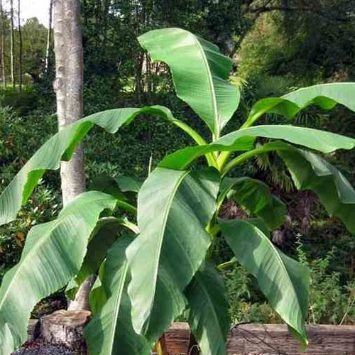 Bananier Fruitier Dajiao